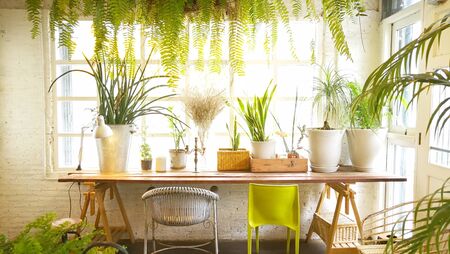 Indoor garden background .lifestyle ideaの写真素材