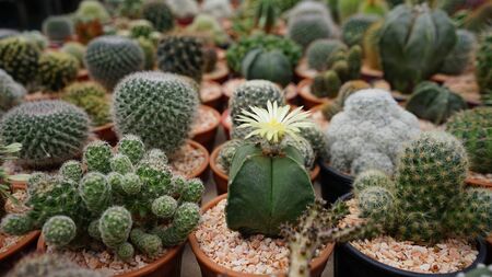 cactus tree in garden farm .desert treeの写真素材