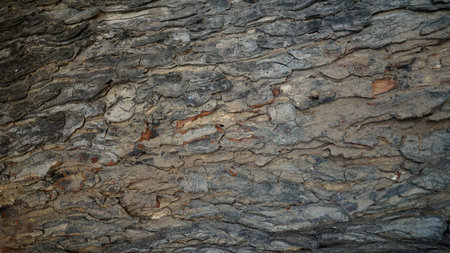Skin texture  old wood background naturalの写真素材