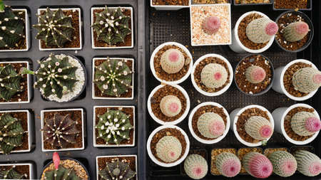 cactus tree in farm  garden .cactus tree planingの写真素材