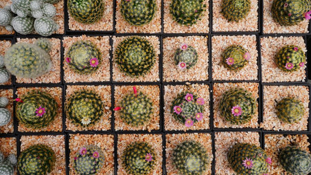 cactus tree in farm  garden .cactus tree planing