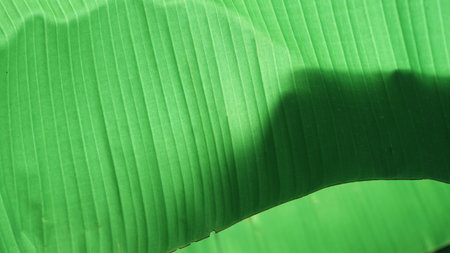 Natural pattern leaves background  in garden