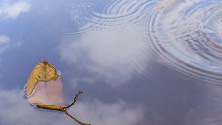 Dry leaves in water and sky reflection .season change idea conceptの写真素材