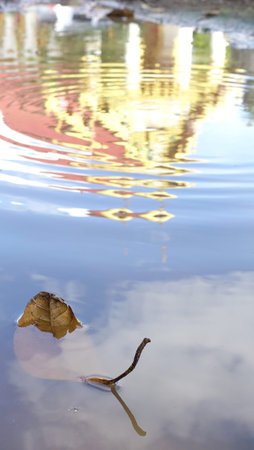 Dry leaves in water and sky reflection .season change idea conceptの写真素材