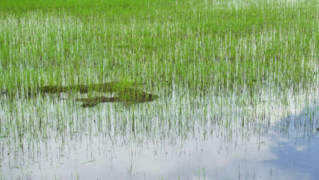 Asia rice farmland planting  background spaceの写真素材