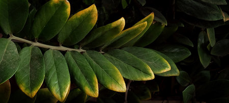 The wonder  nature background and texture ,texture leaves ,の写真素材