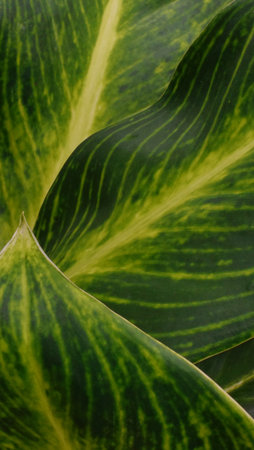 The wonder  nature background and texture ,texture leaves ,の写真素材