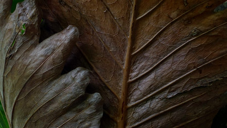 The wonder  nature background and texture ,texture leaves ,