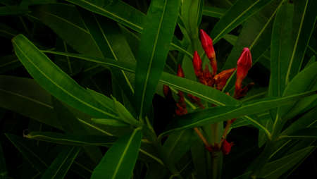 Red flower growing on tree .flower nature backgroundの写真素材