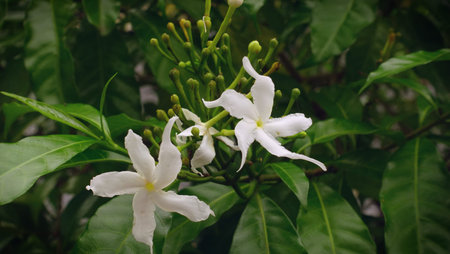 Jasmine flowers on tree .green background