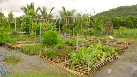 Agriculture  background .Vegetable farmland plantingの写真素材