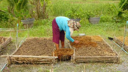 Chainat,Thailand ,October ,16,2021; Thai farmers are cultivating vegetables in the soil at The  farmland in Chainat Thailandのeditorial素材