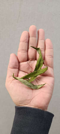 Dried cannabis leaves are used by people to make hot tea.の写真素材
