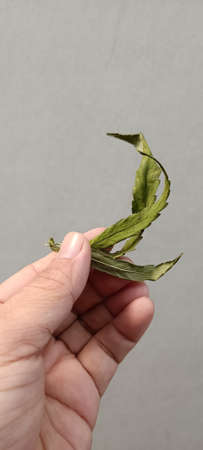 Dried cannabis leaves are used by people to make hot tea.の写真素材