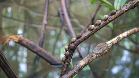 Landscape of mangrove forest at  JuntaBuri Thailandの写真素材