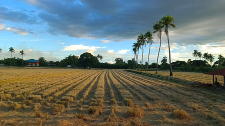 Rice field and coconut tree at sunset in the countryside of Thailand