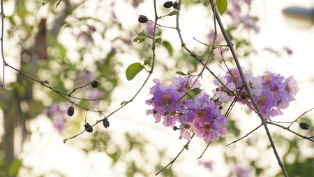 Lagerstroemia speciosa or Queen's flower in garden