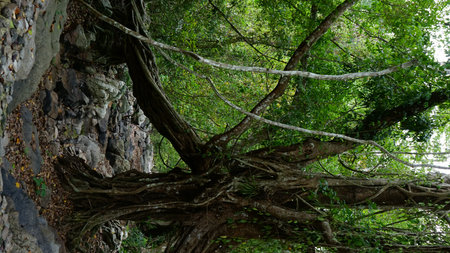 Old tree in the forest, Thailand. Natural background and texture.