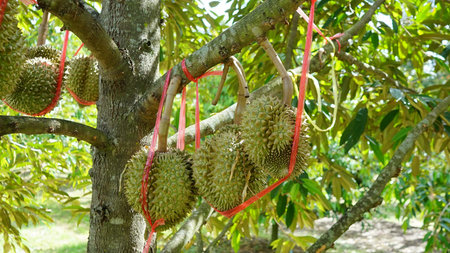Durian fruit hanging on the tree in the garden, Thailand.