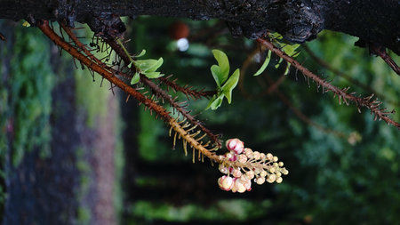 Tropical plant in the rainforest of Costa Rica, Shorea robusta tree