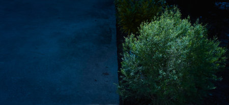 Green bush on the ground in the garden, top view, copy space