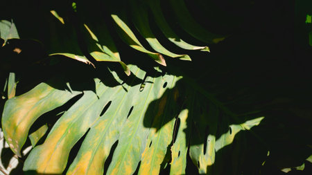 Close-up of tropical green leaves with natural sunlight and dramatic shadow patterns. The organic...