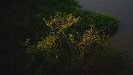 Beautiful green grasses in the evening on the bank of the river