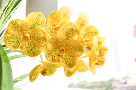 Yellow orchid flower of the forsythiaの写真素材