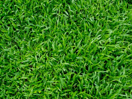 close up image of fresh springの写真素材