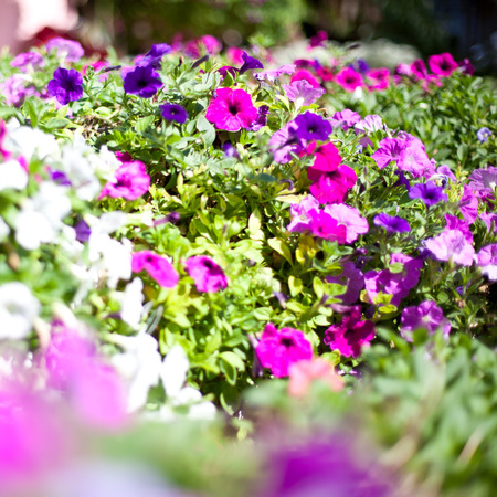 flowersの写真素材