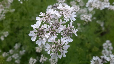Coriander flower is white flower, also known as cilantro, Chinese parsley or dhania that is an herb in the family Apiaceae.の写真素材