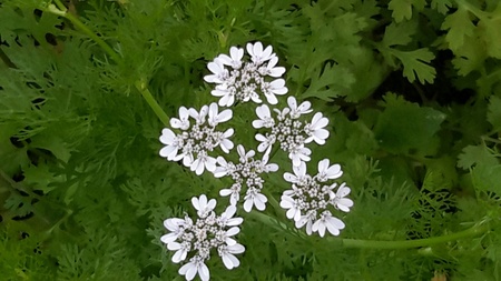 Coriander flower is white flower, also known as cilantro, Chinese parsley or dhania that is an herb in the family Apiaceae.の写真素材