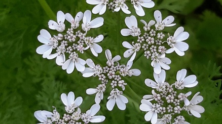Coriander flower is white flower, also known as cilantro, Chinese parsley or dhania that is an herb in the family Apiaceae.の写真素材