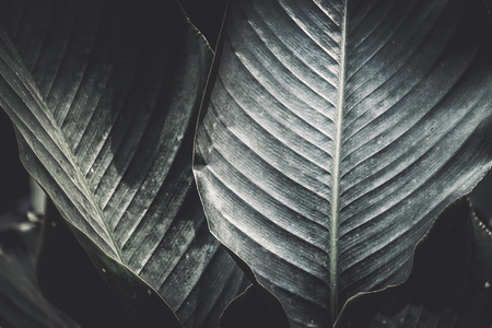 Beautiful leaf backgroundの写真素材