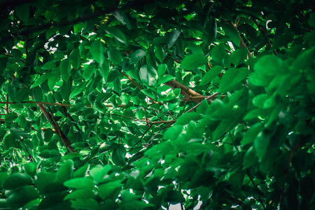 Green leaf beautiful Black edges.
