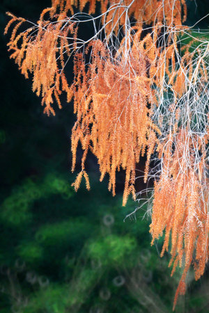 Dry tree