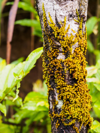 Lichen on tree in rain forestの写真素材