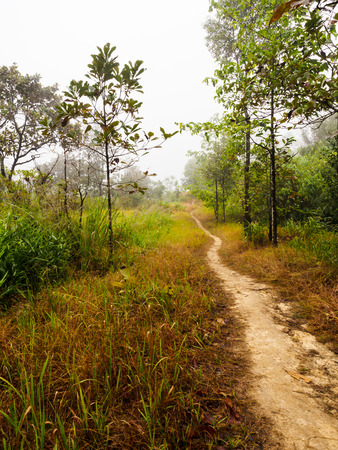 Path in tropical rain forest surrounded with nature sceneの写真素材
