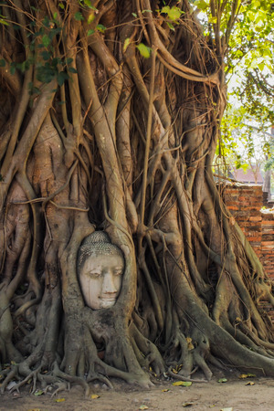 The stone Buddha head entwined in tree roots at Wat Mahathat Ayutthaya Ayutthaya Historical Park is one of the classic photographic images from Thailand.の写真素材
