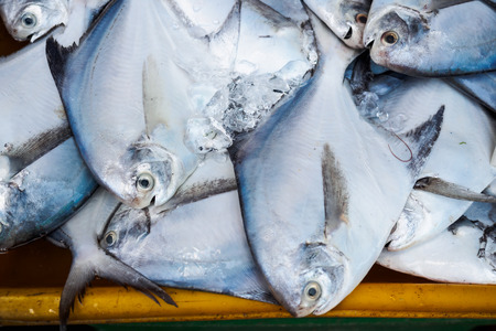 Fishes in fresh seafood marketの写真素材