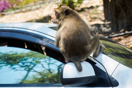 Monkey on a carの写真素材