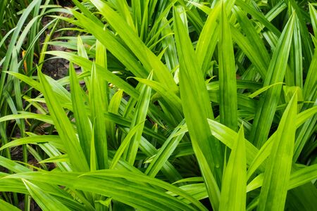 Green leavesの写真素材