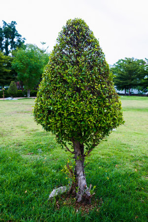 Shaped tree in a garden