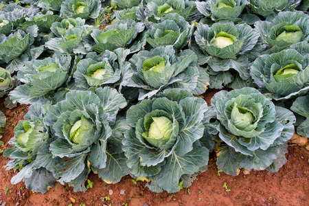 Cabbage fieldの写真素材