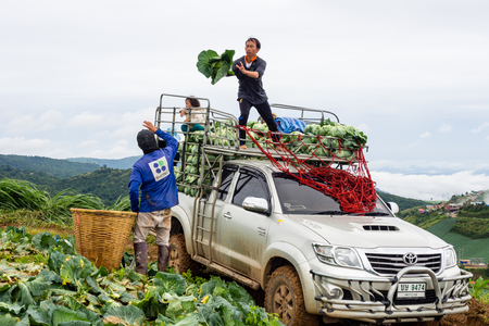 Phetchabun, Thailand - June 3, 2016: Agriculturists harvest cabbages on the top of mountain of Phu Tubberg. The entire fields of cabbages are cultivated on the mountain side.のeditorial素材