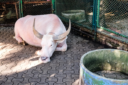 Albino buffaloの写真素材