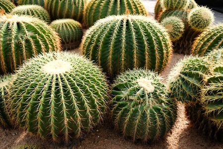 Giant cactusの写真素材
