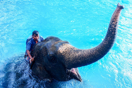 Chonburi, Thailand - November 27, 2016: Elephant and mahout show swimming and diving in Khao Kheow Open Zoo.のeditorial素材