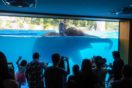 Chonburi, Thailand - November 27, 2016: Elephant and mahout show swimming and diving in Khao Kheow Open Zoo.のeditorial素材