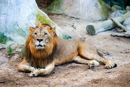 Lion portrait closeupの写真素材